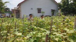 Sinergi Polisi dan Petani Menguat, Polsek Sukodono Dorong Desa Mandiri Pangan Sinergi Polisi dan Petani Menguat, Polsek Sukodono Dorong Desa Mandiri Pangan
