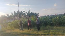 Polri Hadir di Tengah Petani, Polsubsektor Kanigaran Perkuat Sinergi Ketahanan Pangan