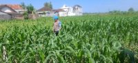 Polri Hadir untuk Petani, Kapolsek Yosowilangun Ajak Warga Tingkatkan Produksi Jagung