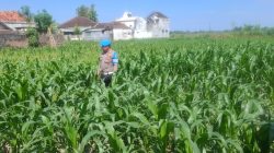 Polri Hadir untuk Petani, Kapolsek Yosowilangun Ajak Warga Tingkatkan Produksi Jagung