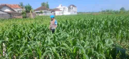 Polri Hadir untuk Petani, Kapolsek Yosowilangun Ajak Warga Tingkatkan Produksi Jagung