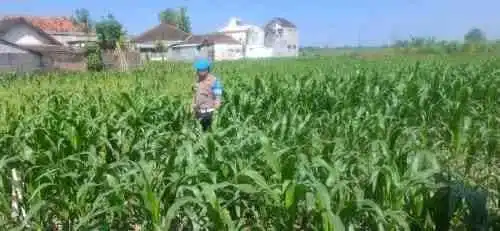 Polri Hadir untuk Petani, Kapolsek Yosowilangun Ajak Warga Tingkatkan Produksi Jagung
