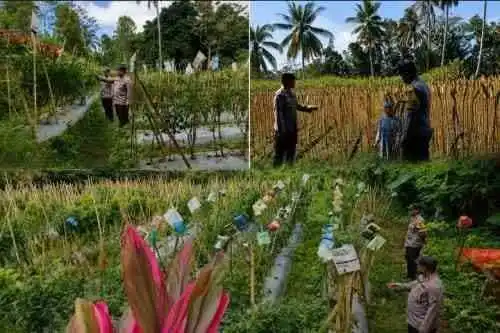 Bhabinkamtibmas Polsek Randuagung Turun ke Ladang, Perkuat Sinergi Petani Dukung Ketahanan Pangan Nasional