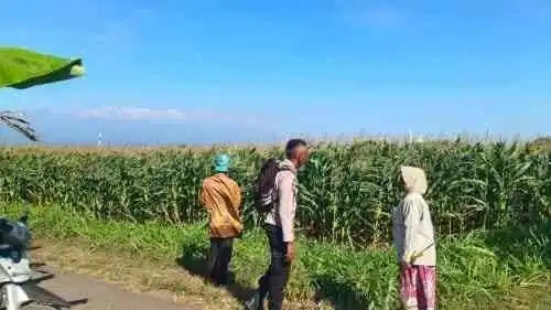 Polsek Sumberasih Bersama Petani Jagung, Wujud Nyata Dukungan Polri untuk Ketahanan Pangan