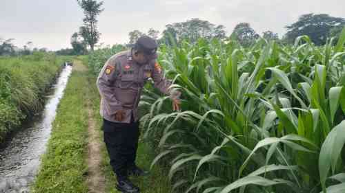 Bhabinkamtibmas Polsek Pasirian Perkuat Swasembada Pangan Melalui Pendampingan Petani Bhabinkamtibmas Polsek Pasirian Perkuat Swasembada Pangan Melalui Pendampingan Petani
