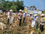 Polsek Cikupa Dukung Program Ketahanan Pangan, Bhabinkamtibmas Desa Budimulya Hadiri Panen Jagung Kuartal II Program 1 Desa 2 Hektare
