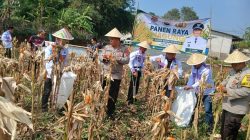 Polsek Cikupa Dukung Program Ketahanan Pangan, Bhabinkamtibmas Desa Budimulya Hadiri Panen Jagung Kuartal II Program 1 Desa 2 Hektare
