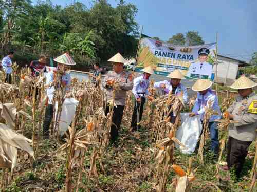 Polsek Cikupa Dukung Program Ketahanan Pangan, Bhabinkamtibmas Desa Budimulya Hadiri Panen Jagung Kuartal II Program 1 Desa 2 Hektare Polsek Cikupa Dukung Program Ketahanan Pangan, Bhabinkamtibmas Desa Budimulya Hadiri Panen Jagung Kuartal II Program 1 Desa 2 Hektare