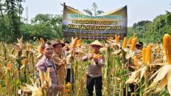 Wakapolsek Cikupa Hadiri Panen Jagung Program 1 Desa 2 Hektar di Pasir Jaya, Perkuat Ketahanan Pangan Nasional
