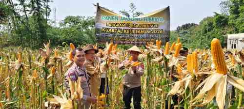Wakapolsek Cikupa Hadiri Panen Jagung Program 1 Desa 2 Hektar di Pasir Jaya, Perkuat Ketahanan Pangan Nasional Wakapolsek Cikupa Hadiri Panen Jagung Program 1 Desa 2 Hektar di Pasir Jaya, Perkuat Ketahanan Pangan Nasional