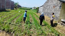 Lahan Jagung Dipantau Polisi, Polsubsektor Kanigaran Perkuat Ketahanan Pangan dan Kamtibmas Lahan Jagung Dipantau Polisi, Polsubsektor Kanigaran Perkuat Ketahanan Pangan dan Kamtibmas