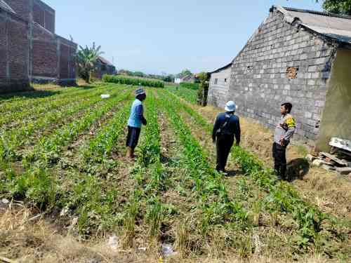 Lahan Jagung Dipantau Polisi, Polsubsektor Kanigaran Perkuat Ketahanan Pangan dan Kamtibmas Lahan Jagung Dipantau Polisi, Polsubsektor Kanigaran Perkuat Ketahanan Pangan dan Kamtibmas