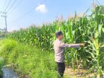 Ketahanan Pangan Nasional Diperkuat, Bhabinkamtibmas Sumbersuko Turun ke Lahan Jagung