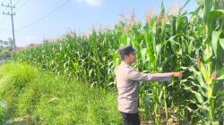 Ketahanan Pangan Nasional Diperkuat, Bhabinkamtibmas Sumbersuko Turun ke Lahan Jagung Ketahanan Pangan Nasional Diperkuat, Bhabinkamtibmas Sumbersuko Turun ke Lahan Jagung