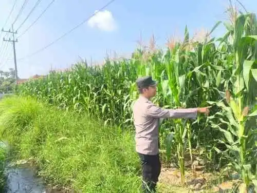 Ketahanan Pangan Nasional Diperkuat, Bhabinkamtibmas Sumbersuko Turun ke Lahan Jagung