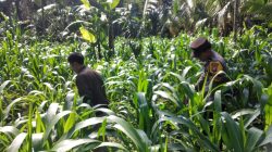 Dukung Swasembada Pangan, Polsek Ranuyoso Intensif Dampingi Petani Jagung dan Warga Dukung Swasembada Pangan, Polsek Ranuyoso Intensif Dampingi Petani Jagung dan Warga