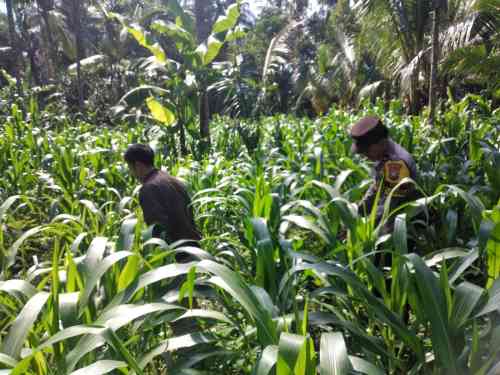 Dukung Swasembada Pangan, Polsek Ranuyoso Intensif Dampingi Petani Jagung dan Warga