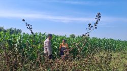 Bhabinkamtibmas Sumber Wetan Ajak Petani Jagung Perkuat Ketahanan Pangan Nasional Bhabinkamtibmas Sumber Wetan Ajak Petani Jagung Perkuat Ketahanan Pangan Nasional