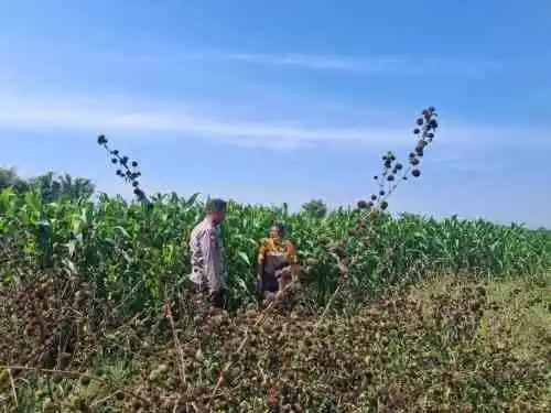 Bhabinkamtibmas Sumber Wetan Ajak Petani Jagung Perkuat Ketahanan Pangan Nasional