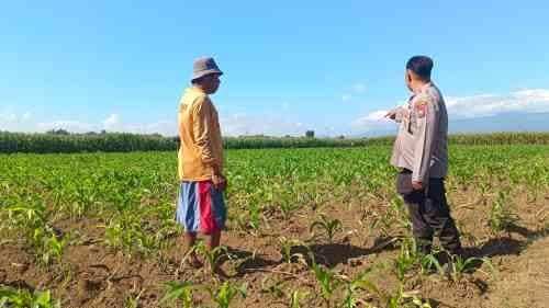 Pantau Lahan Jagung 13 Hektare, Polsek Sumberasih Pererat Sinergi dengan Kelompok Tani
