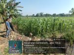 Bripka Ryan Monitoring Lahan Jagung, Polsek Sumberasih Perkuat Ketahanan Pangan
