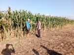 Ketahanan Pangan Jadi Prioritas, Polsek Sumberasih Rutin Monitoring Lahan Jagung