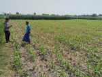 Ketahanan Pangan Jadi Prioritas, Polsek Tongas Rutin Pantau Lahan Jagung Petani