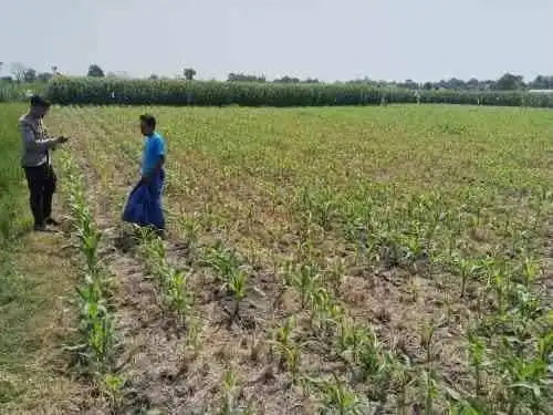 Ketahanan Pangan Jadi Prioritas, Polsek Tongas Rutin Pantau Lahan Jagung Petani