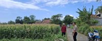 Monitoring Lahan Jagung 3 Hektare, Polsek Sumberasih Perkuat Sinergi dengan Kelompok Tani