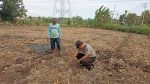 Polsek Tongas Kawal Lahan Jagung Binaan, Wujud Nyata Dukung Ketahanan Pangan