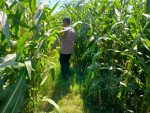 Jagung Siap Panen di Kanigaran, Polisi Perkuat Sinergi dengan Petani dan Kelompok Tani