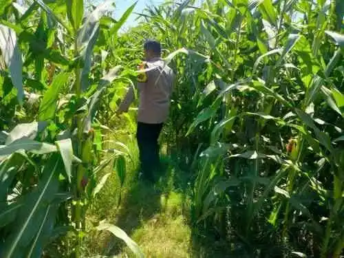 Jagung Siap Panen di Kanigaran, Polisi Perkuat Sinergi dengan Petani dan Kelompok Tani Jagung Siap Panen di Kanigaran, Polisi Perkuat Sinergi dengan Petani dan Kelompok Tani