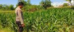 Sinergi Polisi dan Petani Menguat, Lahan Jagung 3 Hektare di Sumberasih Dipantau Ketat