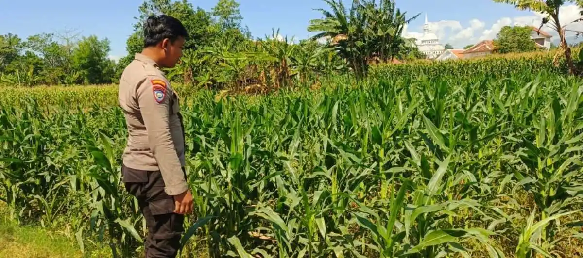 Sinergi Polisi dan Petani Menguat, Lahan Jagung 3 Hektare di Sumberasih Dipantau Ketat Sinergi Polisi dan Petani Menguat, Lahan Jagung 3 Hektare di Sumberasih Dipantau Ketat