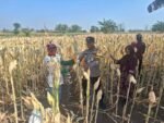 Polisi Dorong Petani Kedopok Jual Jagung ke Bulog untuk Perkuat Ketahanan Pangan Nasional