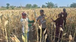 Polisi Dorong Petani Kedopok Jual Jagung ke Bulog untuk Perkuat Ketahanan Pangan Nasional