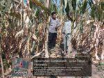 Perkuat Ketahanan Pangan, Polisi Pantau Langsung Perkembangan Lahan Jagung di Sumberasih
