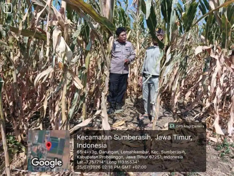 Perkuat Ketahanan Pangan, Polisi Pantau Langsung Perkembangan Lahan Jagung di Sumberasih Perkuat Ketahanan Pangan, Polisi Pantau Langsung Perkembangan Lahan Jagung di Sumberasih