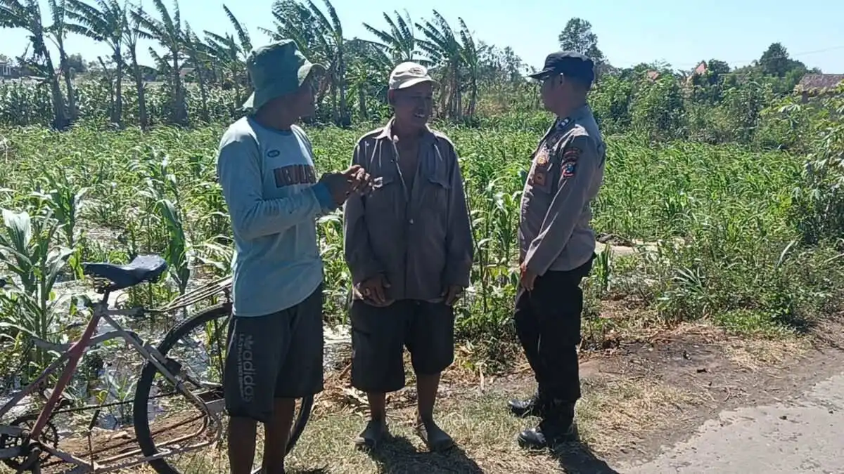 Polisi Dampingi Petani Jagung di Sumberasih, Pastikan Lahan Binaan Siap Dukung Ketahanan Pangan Polisi Dampingi Petani Jagung di Sumberasih, Pastikan Lahan Binaan Siap Dukung Ketahanan Pangan
