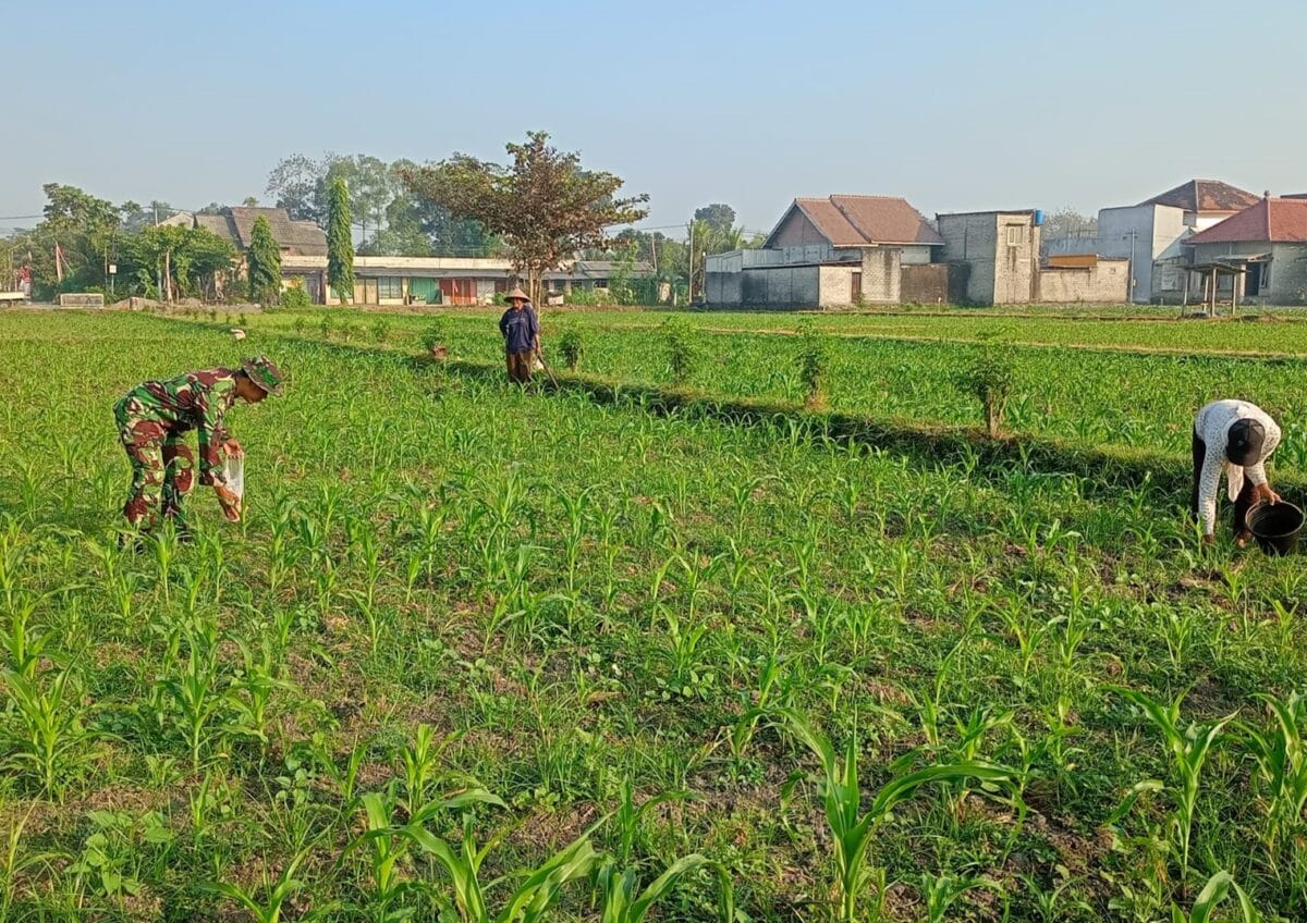 Optimalkan Hasil Panen, Serma Aries K Dampingi Poktan Wisanggeni Rawat Tanaman Jagung