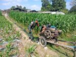 Sinergi TNI Dan Petani Babinsa Purwokerto Pastikan Pasokan Air Lahan Jagung Dusun Tumpuk Optimal