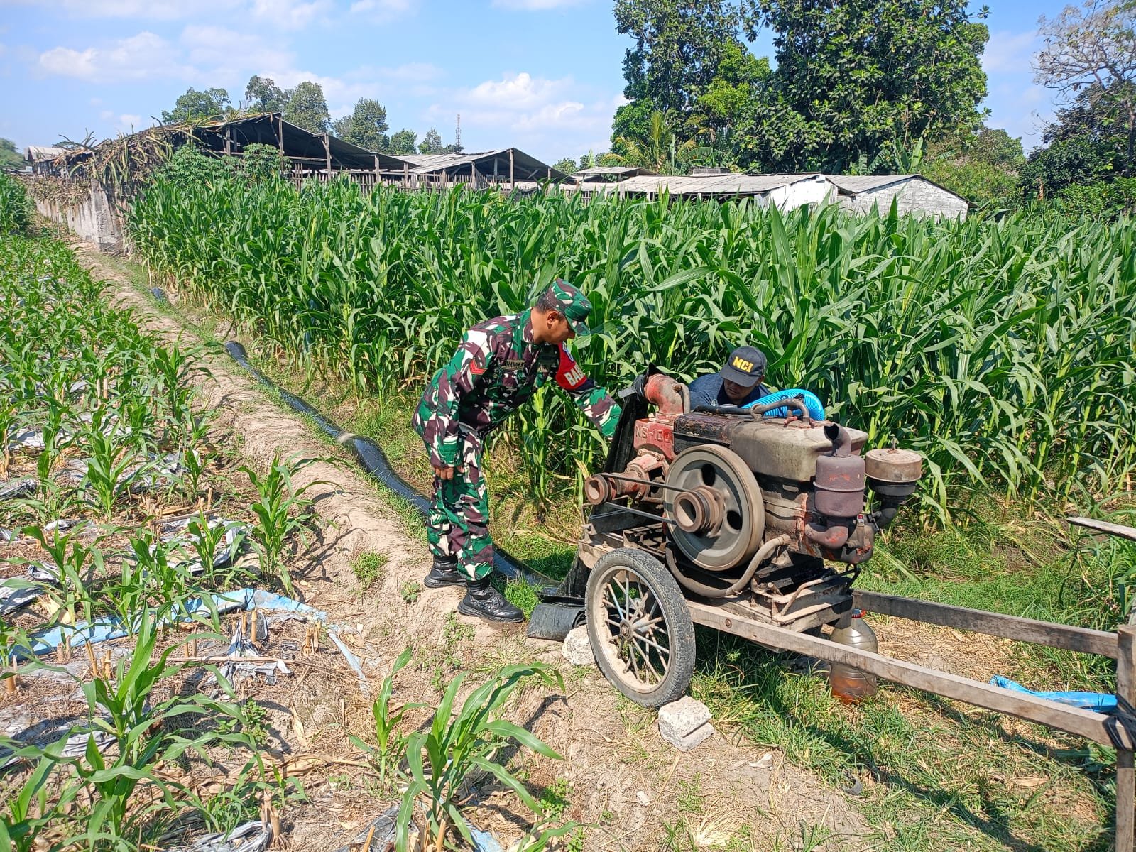 Sinergi TNI Dan Petani Babinsa Purwokerto Pastikan Pasokan Air Lahan Jagung Dusun Tumpuk Optimal Sinergi TNI Dan Petani Babinsa Purwokerto Pastikan Pasokan Air Lahan Jagung Dusun Tumpuk Optimal