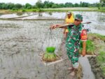 Dukung Ketahanan Pangan, Babinsa Koramil Doko Dampingi Petani Tanam Padi di Desa Plumbagan