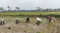 Dukung Ketahanan Pangan, Serka Abdul Salam Turun ke Sawah Bantu Petani Tanam Padi Di Ngadirenggo Dukung Ketahanan Pangan, Serka Abdul Salam Turun ke Sawah Bantu Petani Tanam Padi Di Ngadirenggo