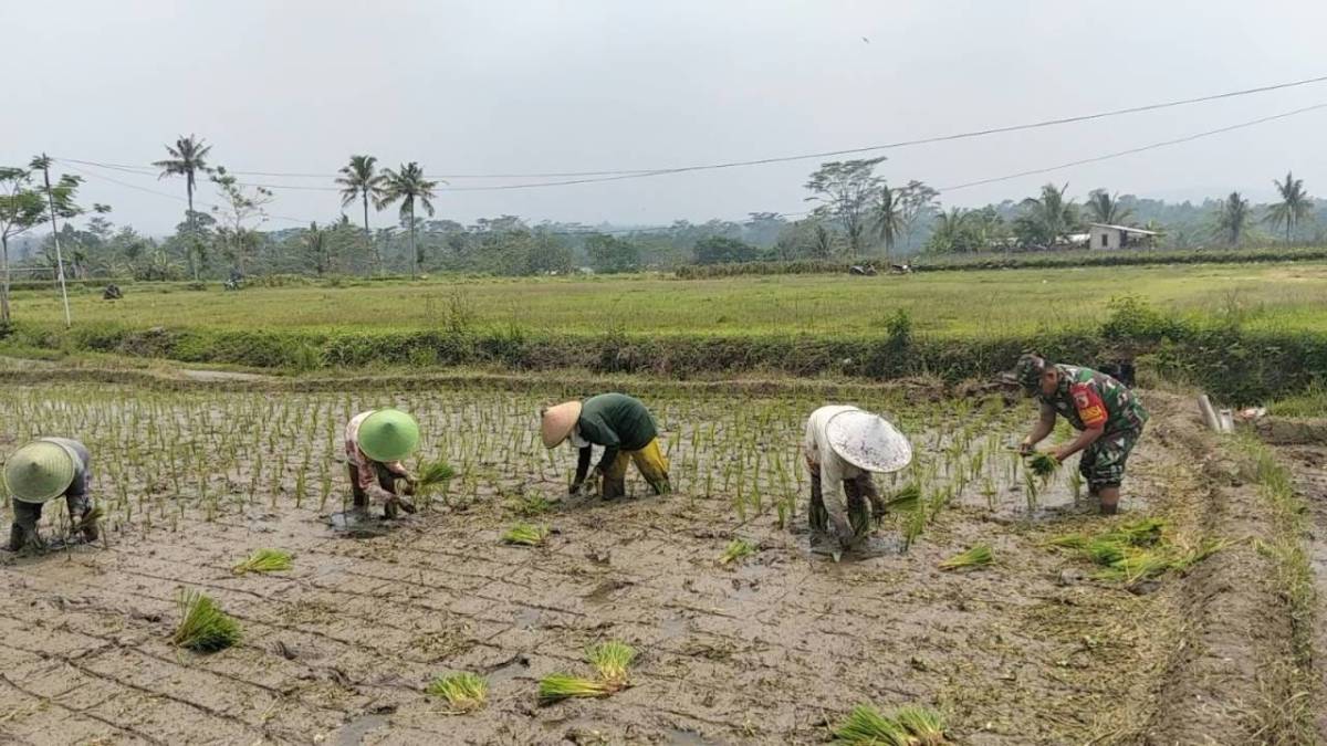 Dukung Ketahanan Pangan, Serka Abdul Salam Turun ke Sawah Bantu Petani Tanam Padi Di Ngadirenggo