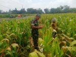 Wujud Nyata Dukungan Hanpangan, Babinsa Kanigoro Turun Ke Sawah Bantu Petani Panen Jagung
