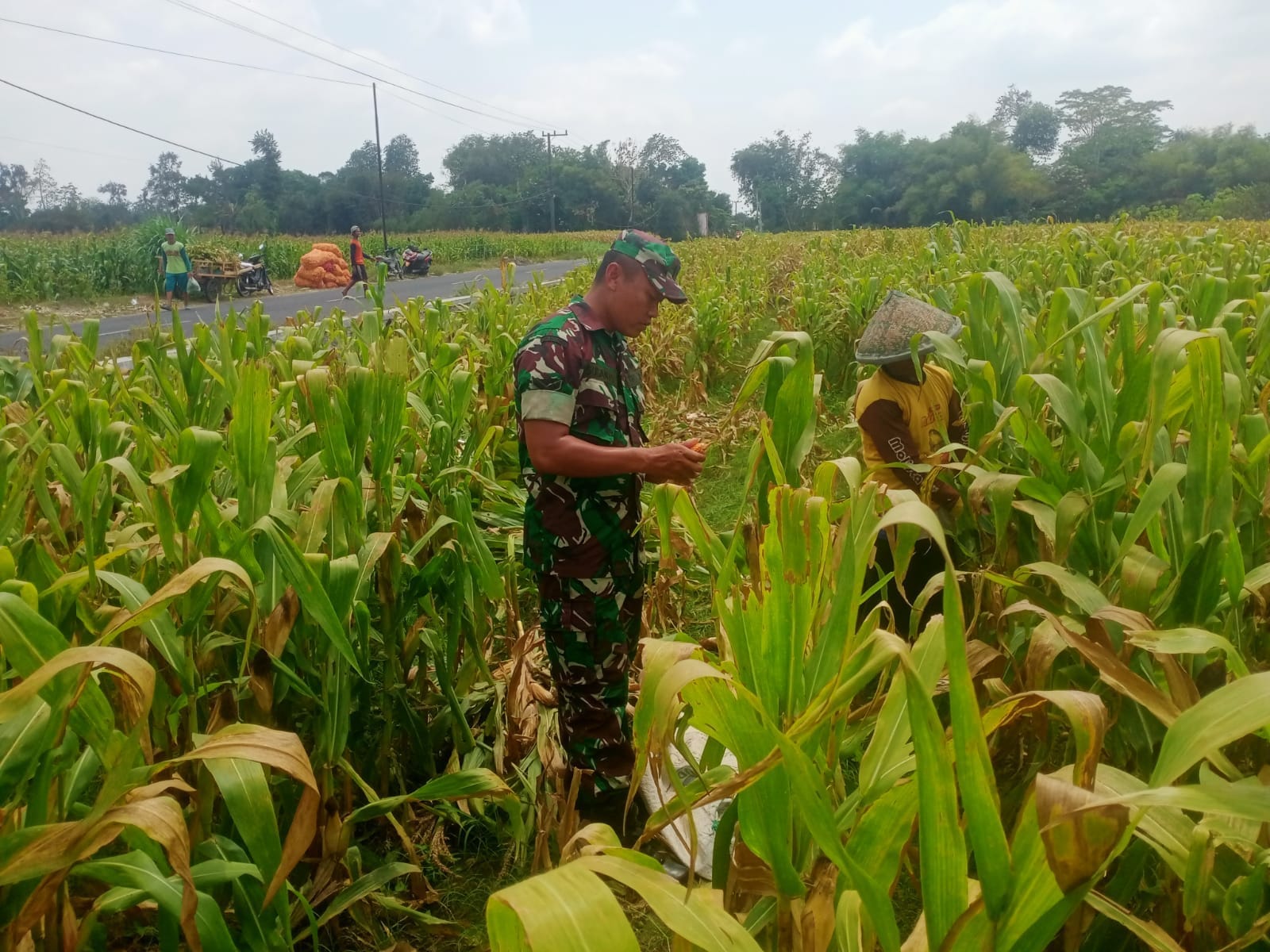 Wujud Nyata Dukungan Hanpangan, Babinsa Kanigoro Turun Ke Sawah Bantu Petani Panen Jagung