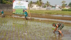Dukung Swasembada Pangan, Koramil 12/Wlingi dan Poktan Abadi Gelar Tanam Padi Serentak Merdeka