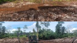 TMMD Ke-129 Tuntaskan Pembukaan Lahan 1 Hektar, Siap Ditanami untuk Perkuat Ketahanan Pangan Kampung Sesor