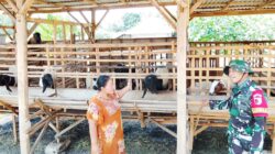 TMMD 129 Bojonegoro: Babinsa Kesongo 'Sentuh Hati' Peternak Kambing